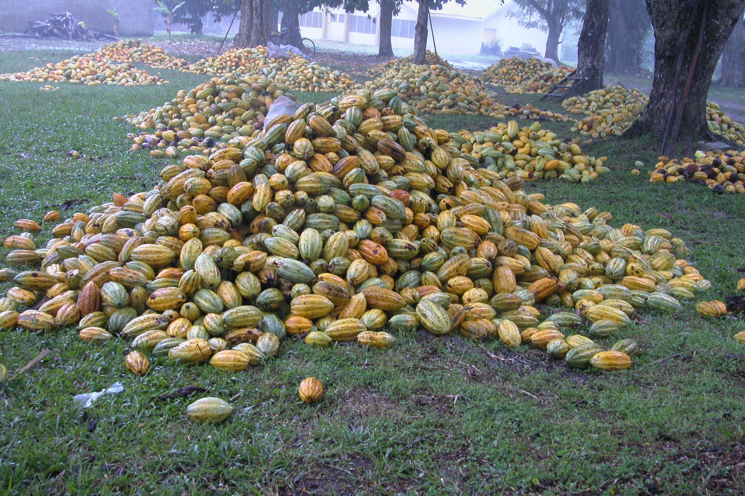 Cocoa Farm 4Sale